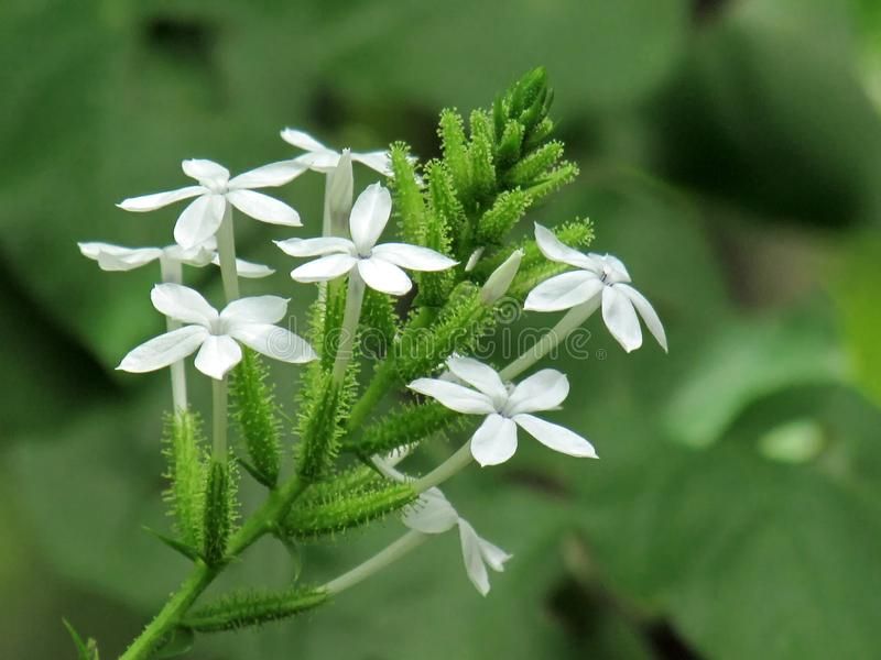 Use Plumbago For Flowers Without Planting A Shrub Use Plumbago For Flowers Without Planting A Shrub