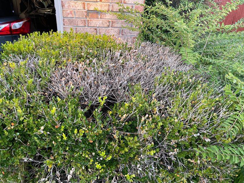 Use Rejuvenation Pruning To Reset Severely Overgrown Boxwoods Use Rejuvenation Pruning To Reset Severely Overgrown Boxwoods