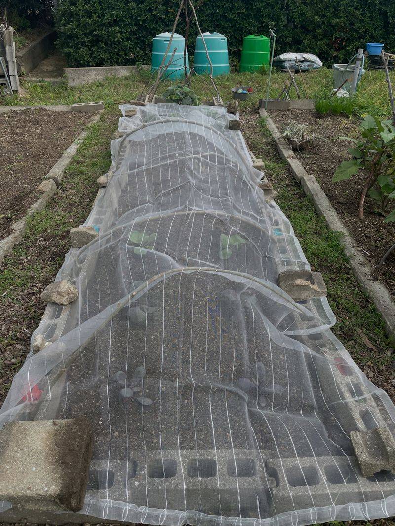 Use Row Cover Fabric For Sun And Bugs Use Row Cover Fabric For Sun And Bugs