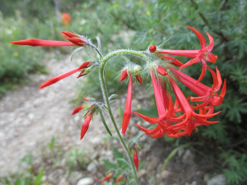 Use Scarlet Gilia For Bright Summer Blooms Use Scarlet Gilia For Bright Summer Blooms