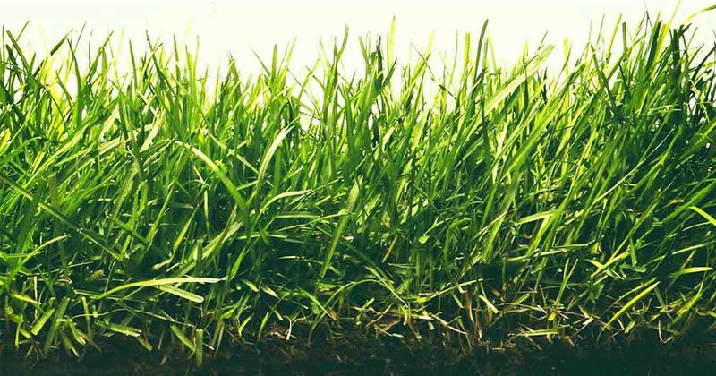 Use September For Cool-Season Fescue Seeding Use September For Cool-Season Fescue Seeding