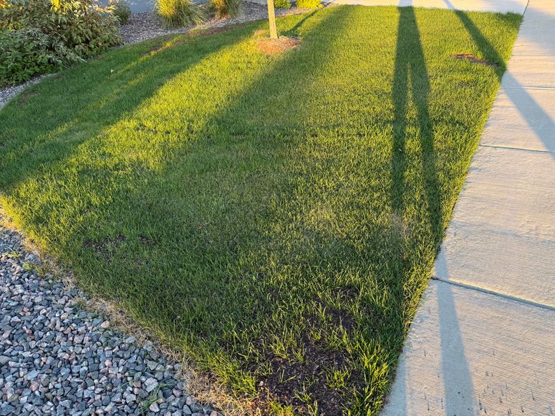 Use September To Repair Thin Turf Use September To Repair Thin Turf