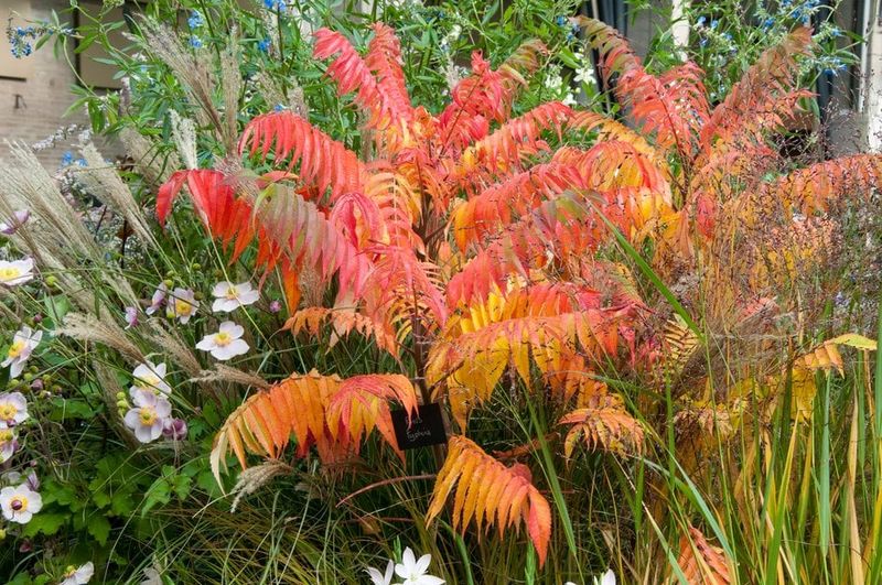 Use Sumac In Naturalized Parts Of The Yard