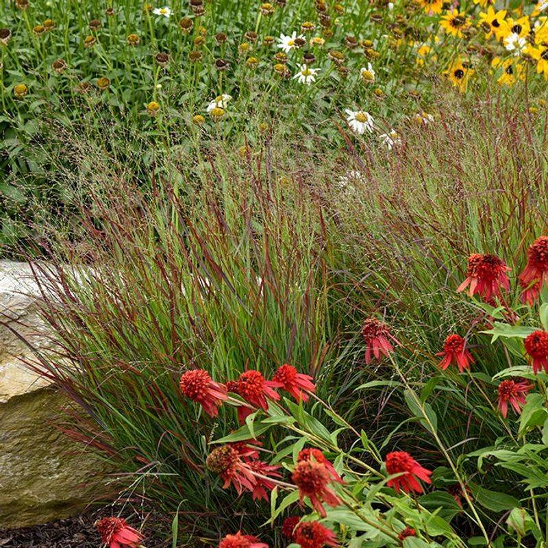Use Switchgrass With Other Native Plants