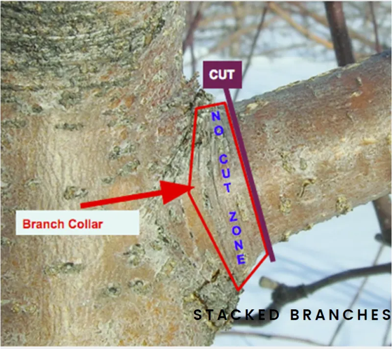 Use Thinning Cuts to Shape Mature Wisconsin Apple Trees