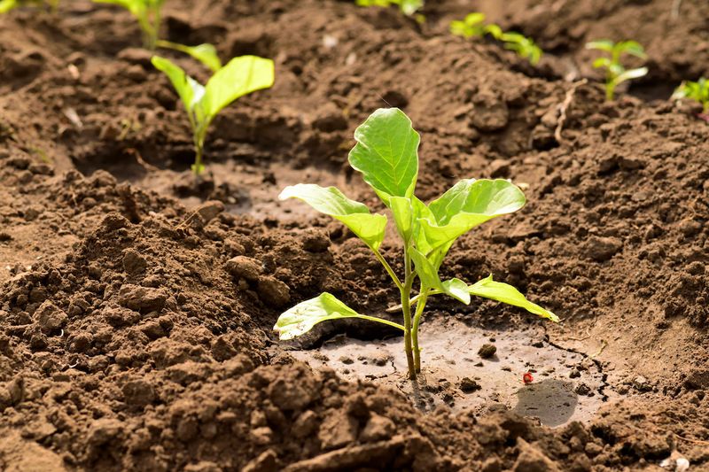 Use This Clay Soil Fix To Improve Your Garden Every Season Use This Clay Soil Fix To Improve Your Garden Every Season