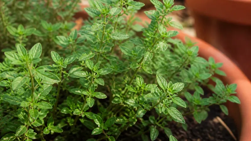 Use Thyme To Support A Smarter Planting Strategy