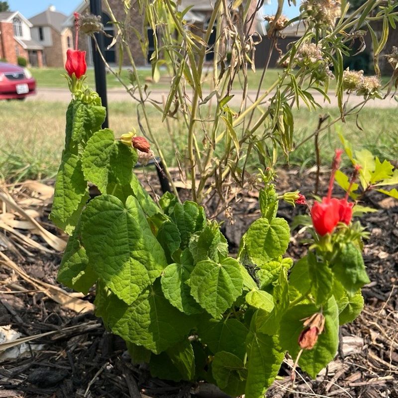 Use Turk's Cap In Shady And Wildlife-Friendly Gardens Use Turk's Cap In Shady And Wildlife-Friendly Gardens