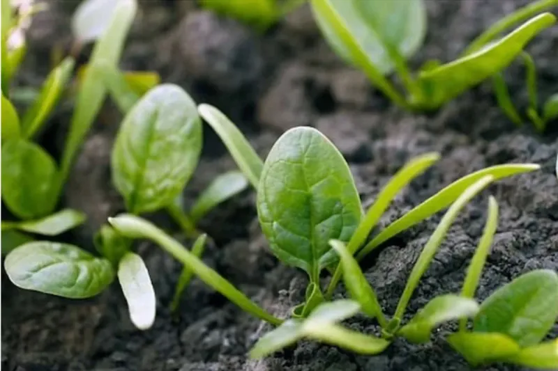 Use Warm Soil To Speed Germination