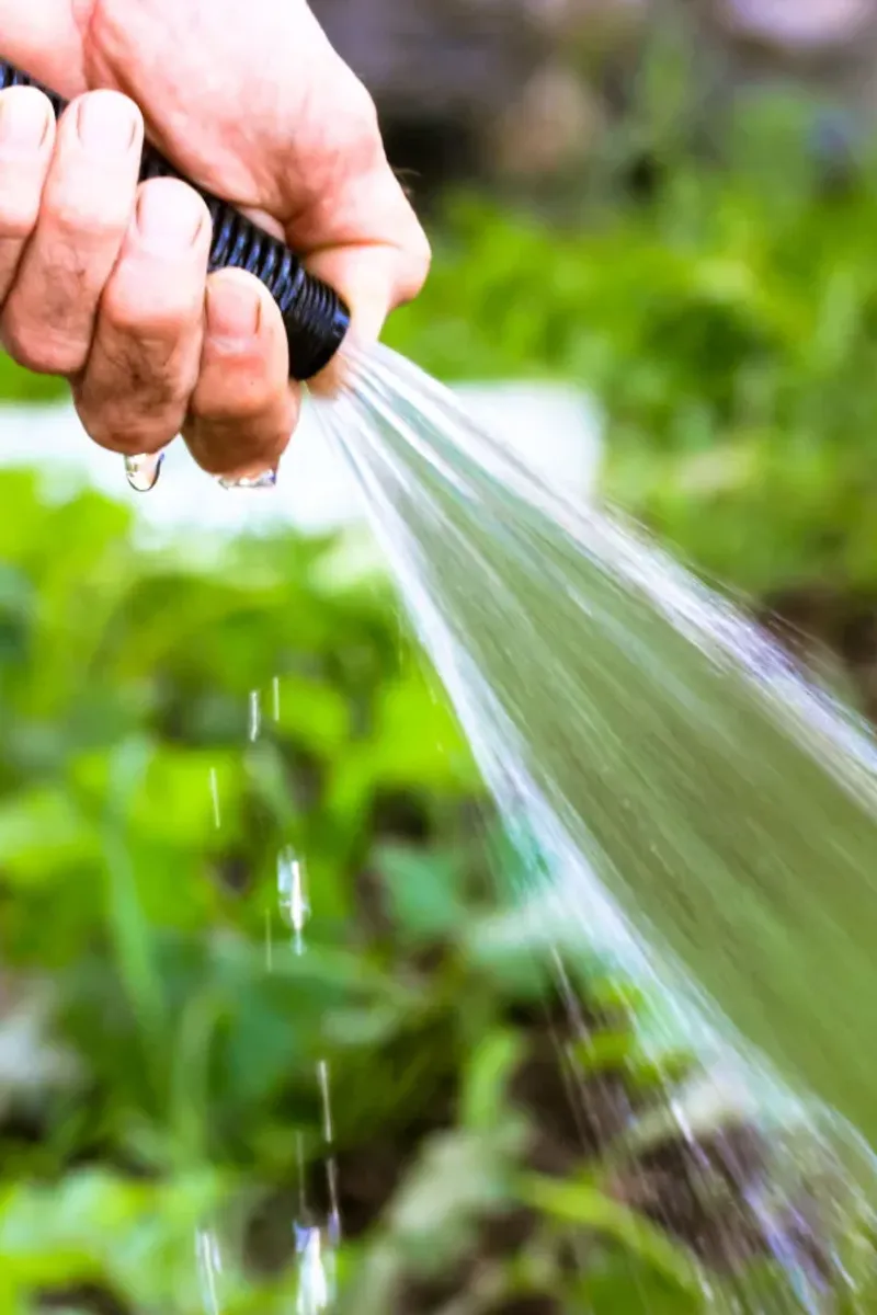 Use Water Carefully When Pest Pressure Is Minor