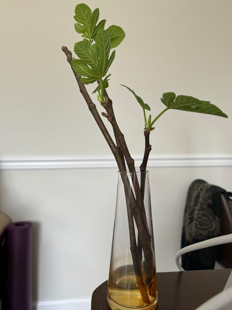 Use Water as a Monitored Arizona Fig-Rooting Experiment Use Water as a Monitored Arizona Fig-Rooting Experiment