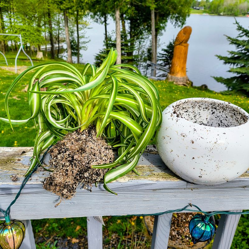 Use Well-Draining Potting Mix