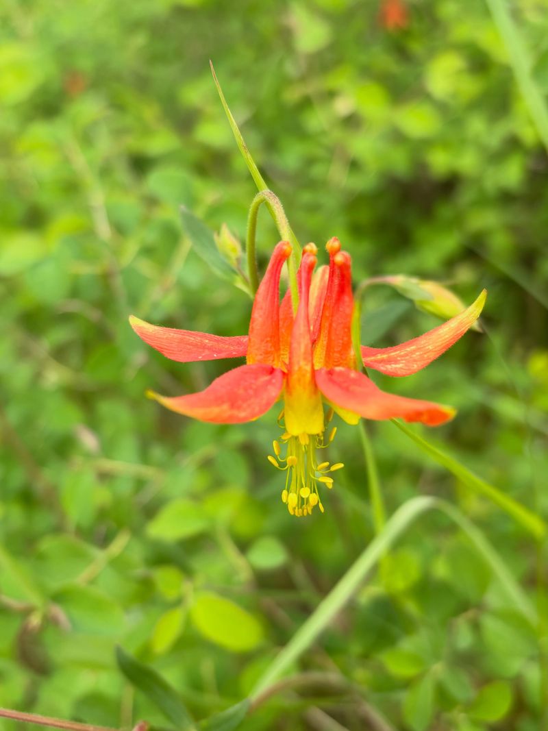 Use Wild Columbine To Fill Difficult Shady Areas