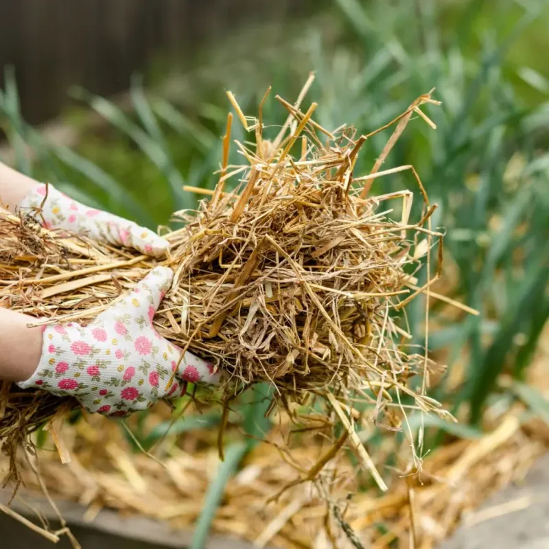 Use Wisconsin mulch to moderate winter temperature swings