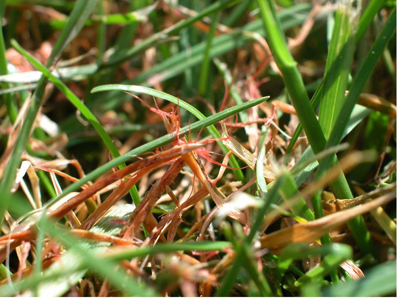 Use a Wisconsin turf diagnosis when the evidence stays mixed