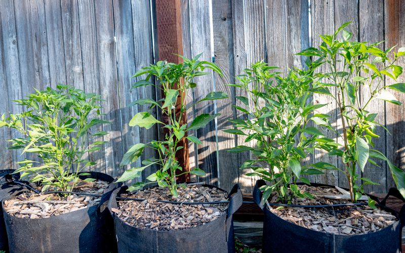Use a container or a protected microclimate