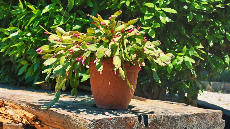 Use a sheltered patio only while temperatures cooperate