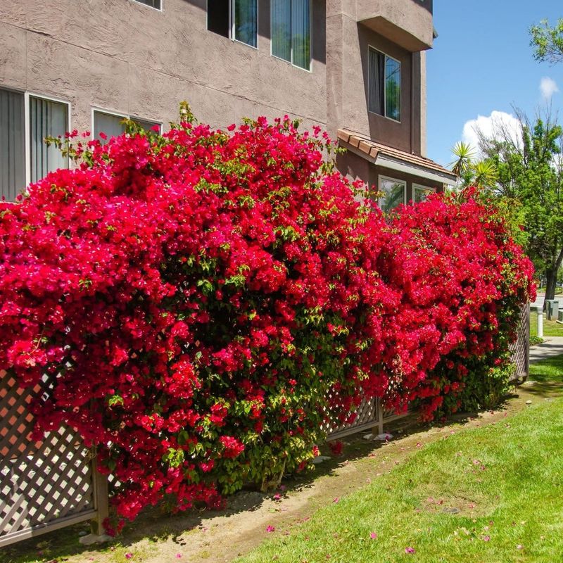 Use a wall or fence to manage its growth