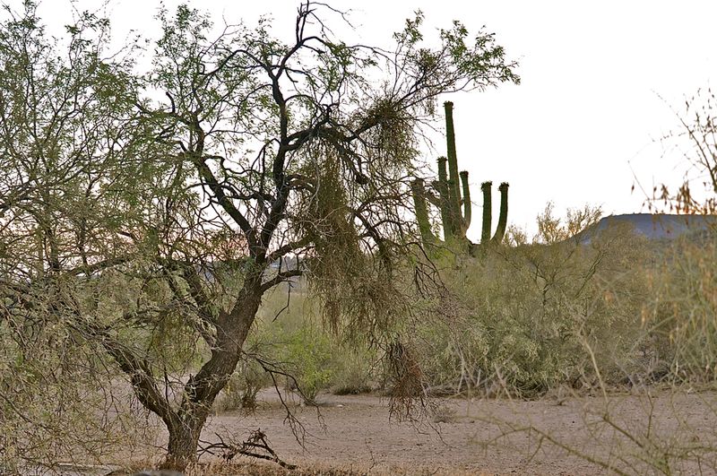 Use desert-adapted plants and healthy mistletoe carefully