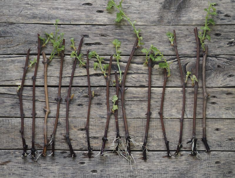 Use dormant hardwood and a clean rooting medium