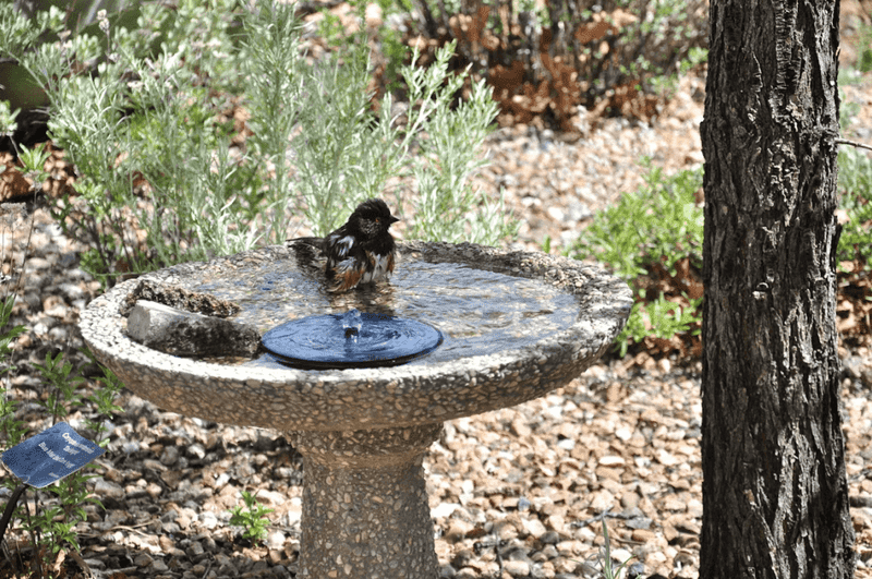 Use feeders and birdbaths only when you can manage the risks