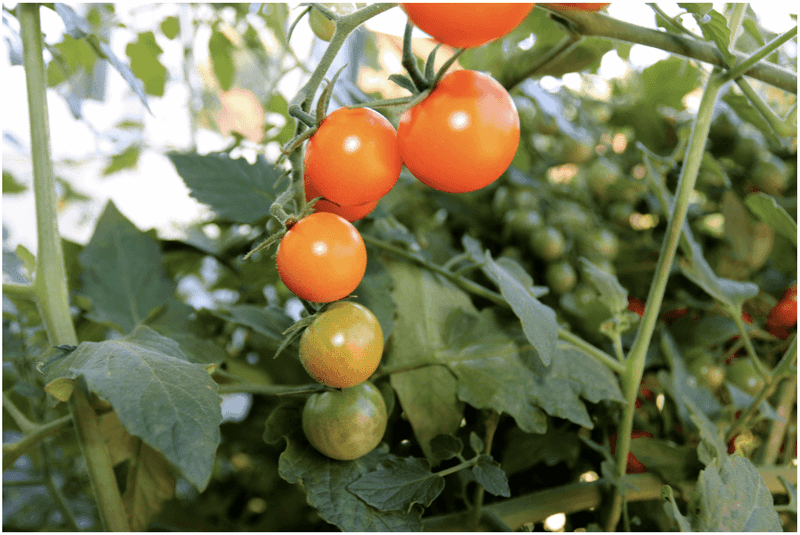 Use local cold conditions, not one Oregon frost date Use local cold conditions, not one Oregon frost date