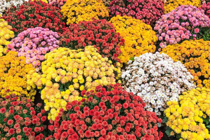 Use mid-to-late October as a weather-based heuristic