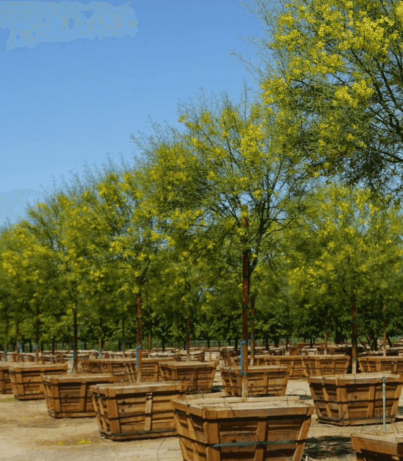 Use mulch and pruning to protect the tree Use mulch and pruning to protect the tree