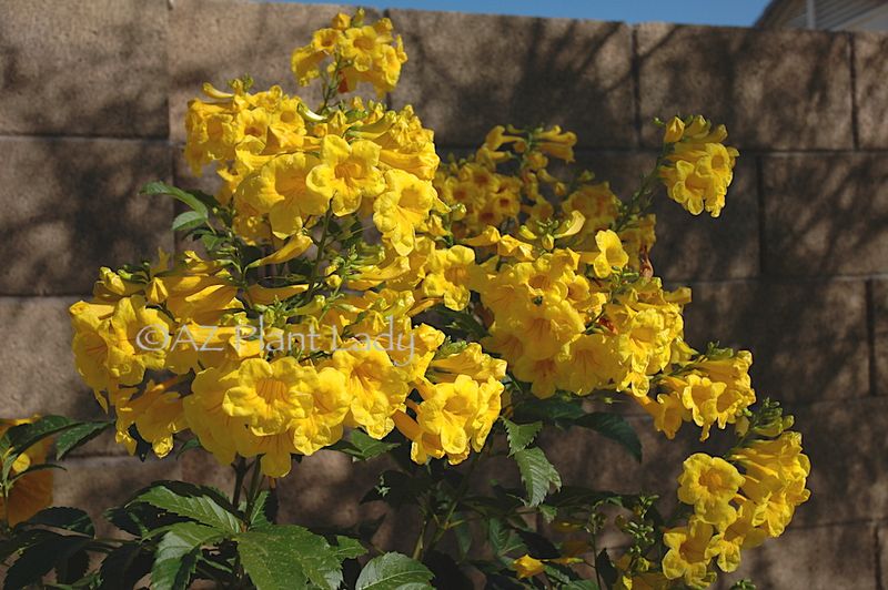 Use overlapping Arizona-adapted blooms