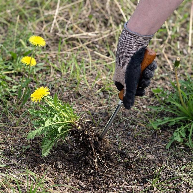 Use selective tolerance to balance forage and lawn care