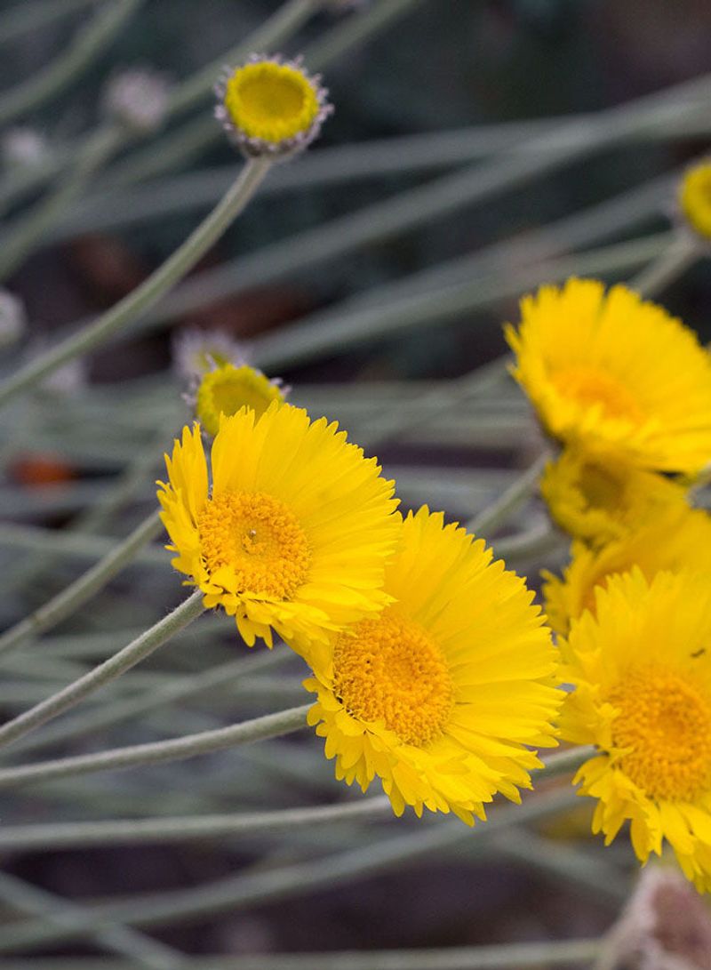 Use the Right Arizona Planting Window