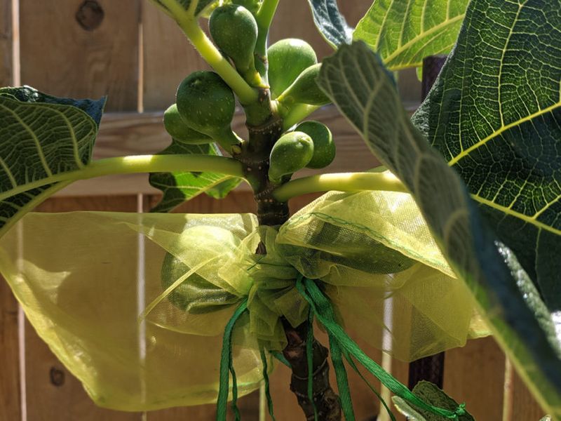 Use the bag to reduce access, not to guarantee a perfect harvest Use the bag to reduce access, not to guarantee a perfect harvest