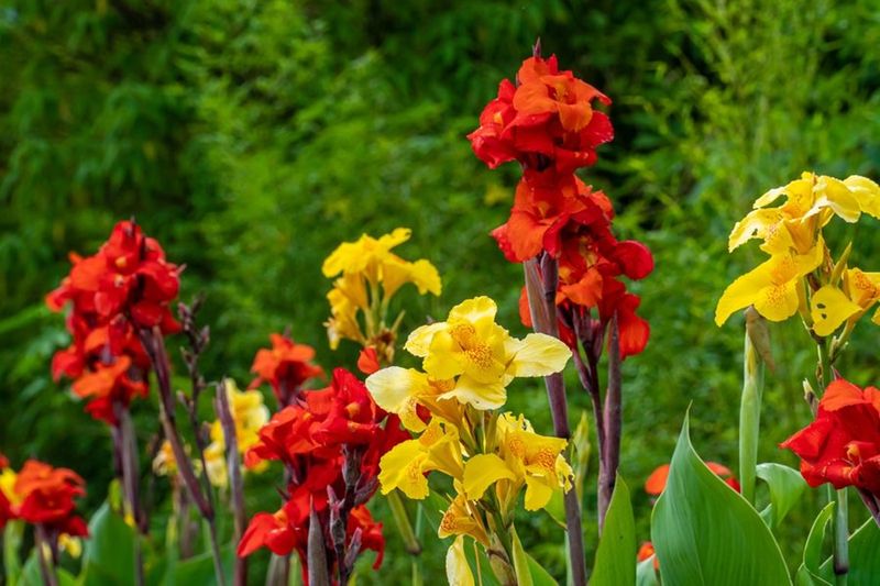 Use this simple canna decision rule