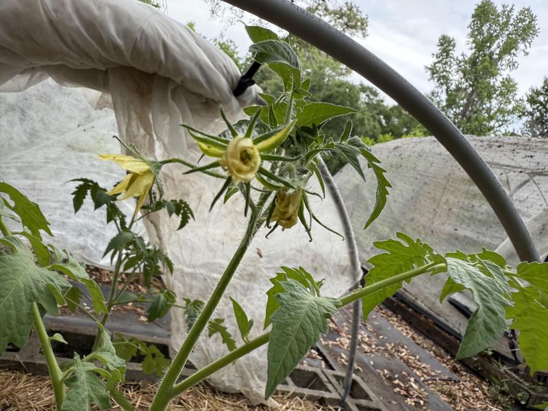 Using Row Cover Early, Then Opening Up For Bees Using Row Cover Early, Then Opening Up For Bees