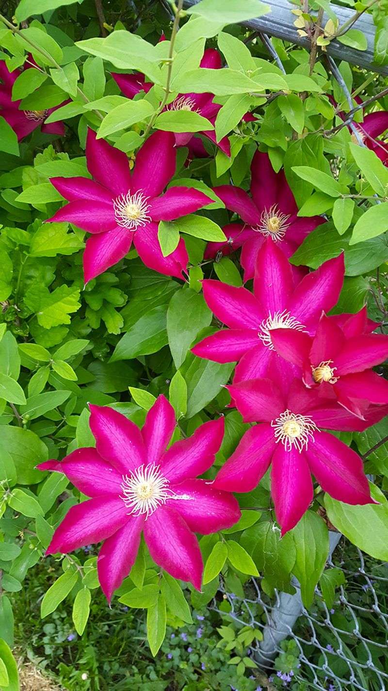 Using Too Much Nitrogen Fertilizer