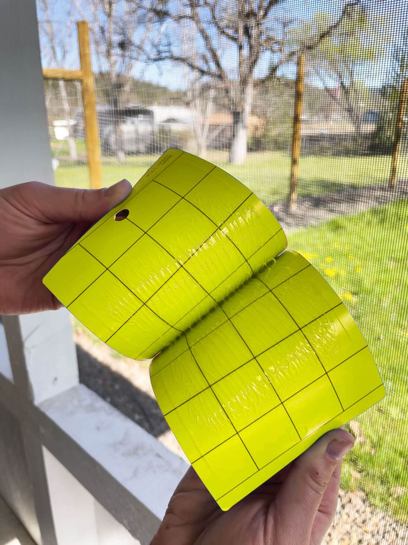 Using Yellow Sticky Traps Around Arizona Vines Using Yellow Sticky Traps Around Arizona Vines