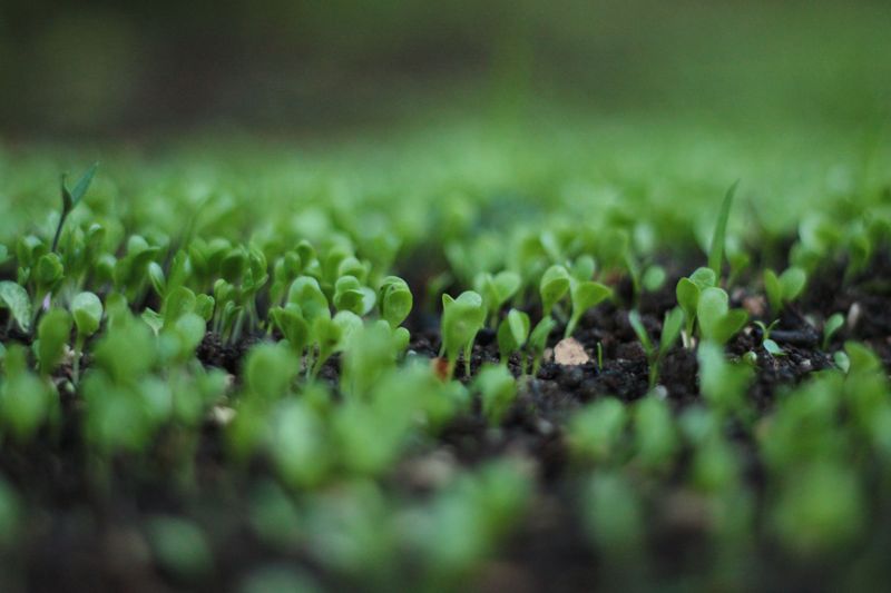 Vacation Gaps Let Small Sprouts Mature