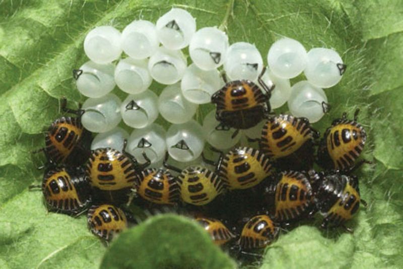 Vacuuming Beats Crushing Stink Bugs Indoors