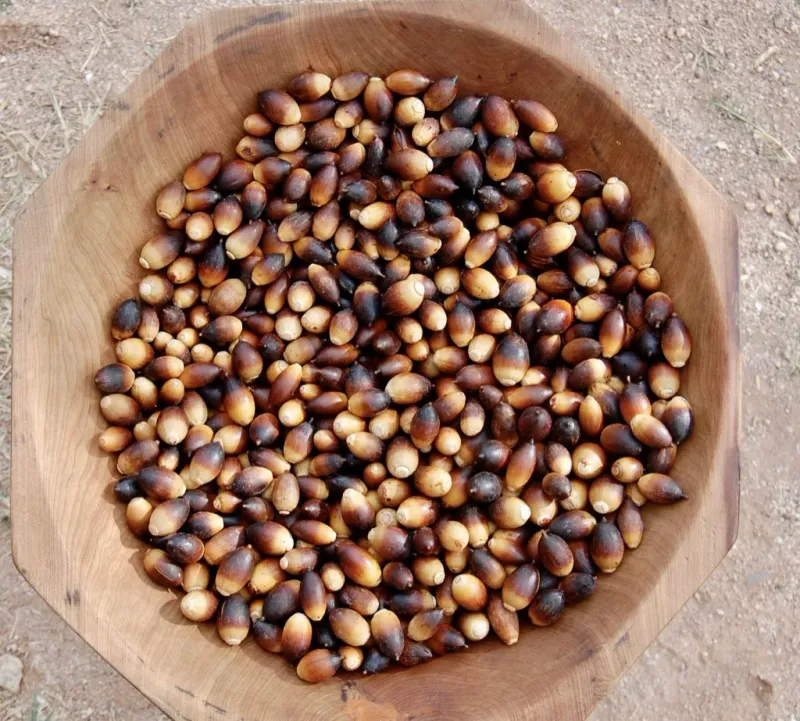 Valley Oak Acorns Should Be Planted Fresh Valley Oak Acorns Should Be Planted Fresh