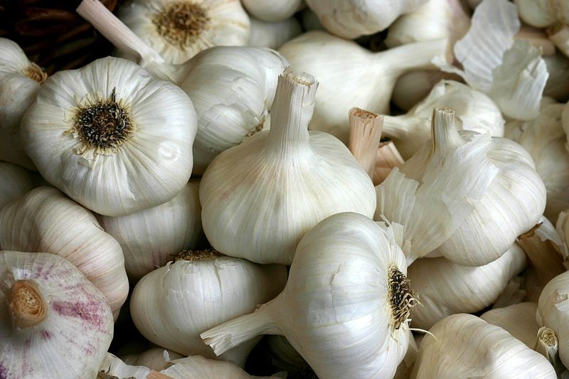 Variety Timing Differences Require Extra Attention From Connecticut Growers