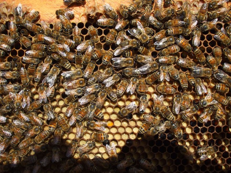 Varroa Mites Still Riding Along Varroa Mites Still Riding Along