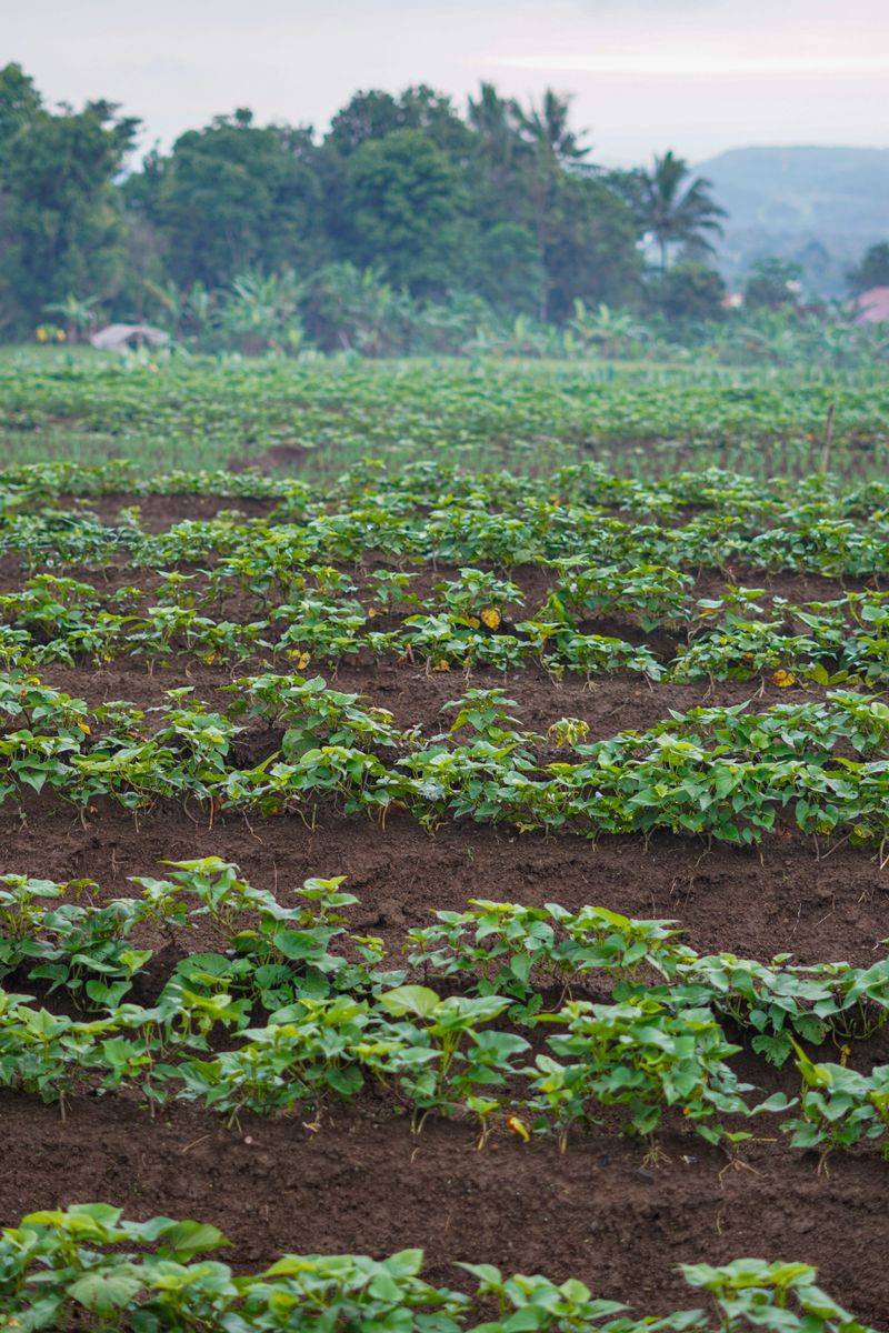 Vegetable Gardens Damaged Before Sunrise Vegetable Gardens Damaged Before Sunrise
