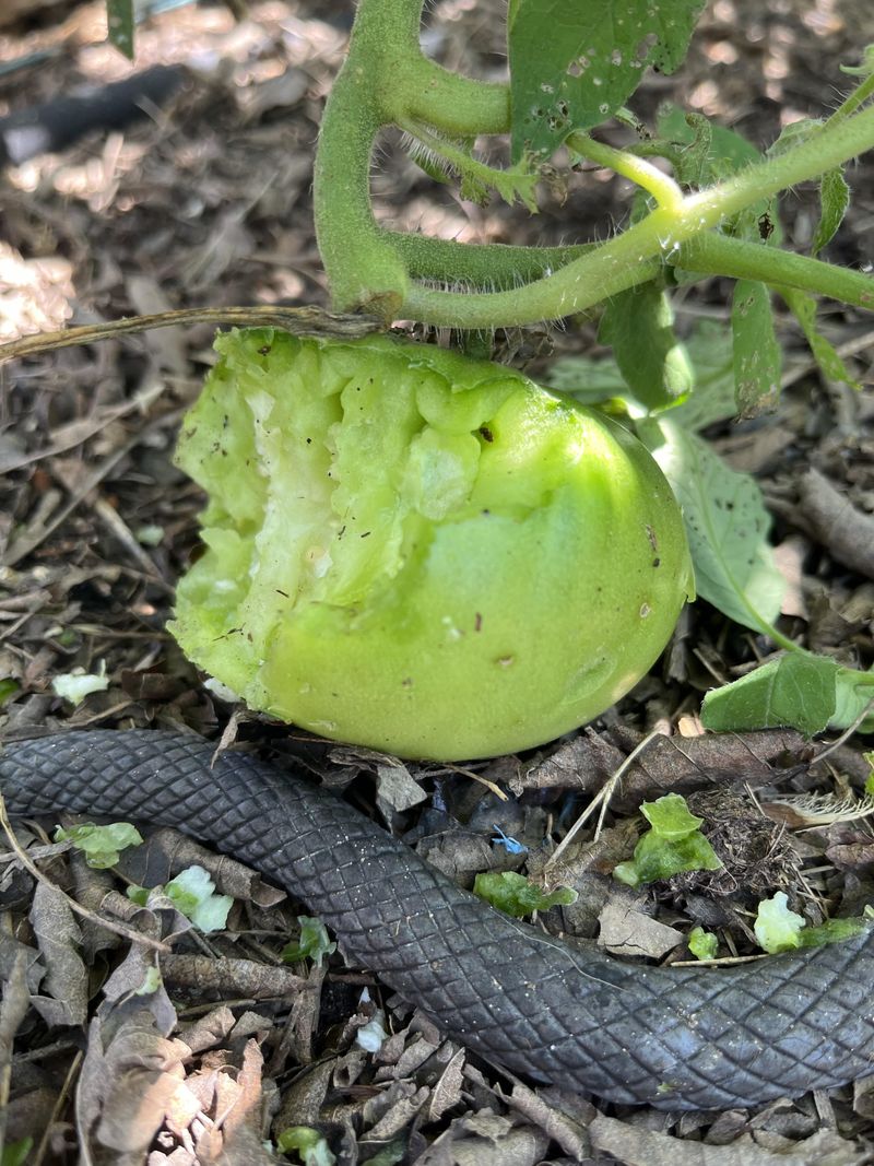 Vegetable Gardens Stock A Rodent Pantry Vegetable Gardens Stock A Rodent Pantry