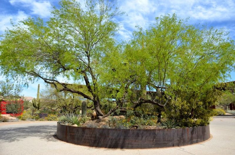 Velvet Mesquite