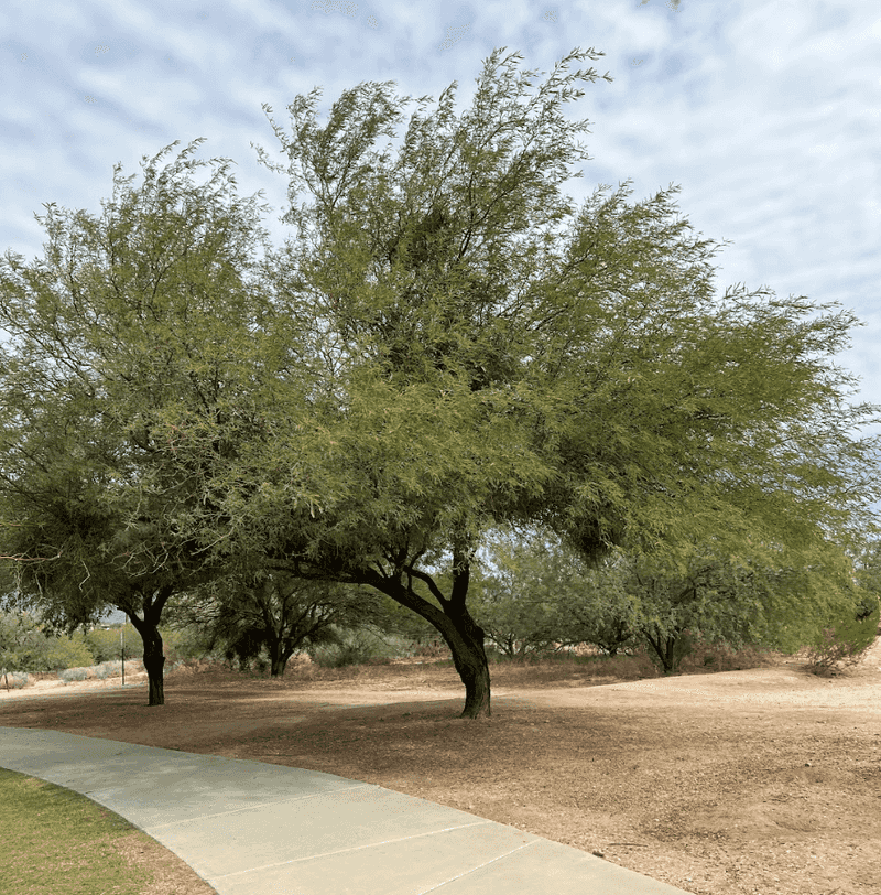 Velvet Mesquite Velvet Mesquite