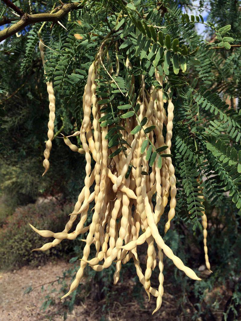 Velvet Mesquite Velvet Mesquite