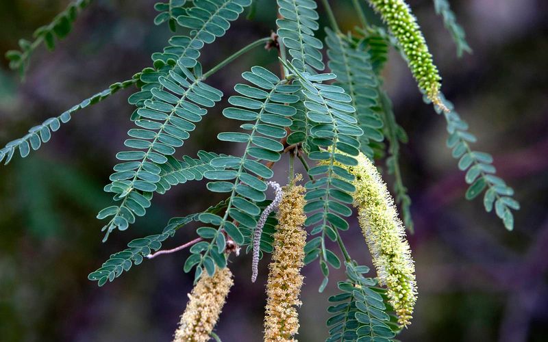 Velvet Mesquite Velvet Mesquite