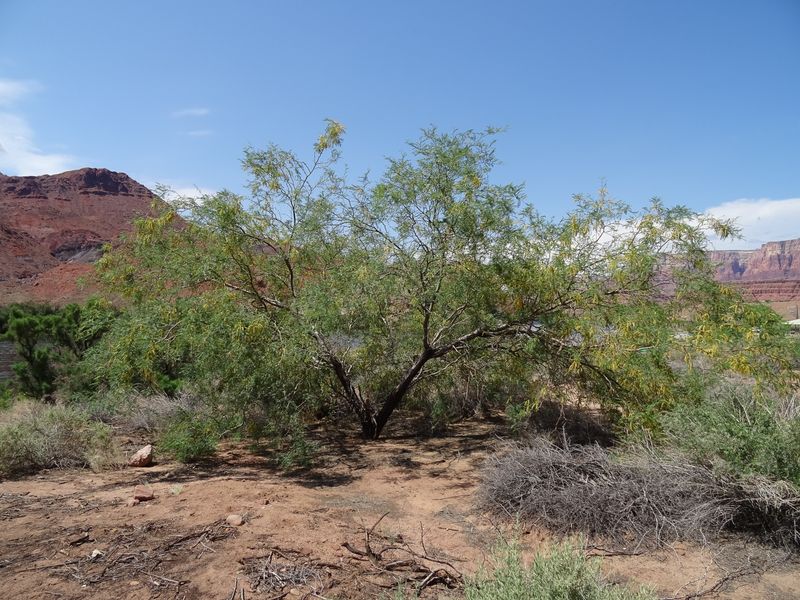 Velvet Mesquite Builds Arizona Firefly Shade Cover