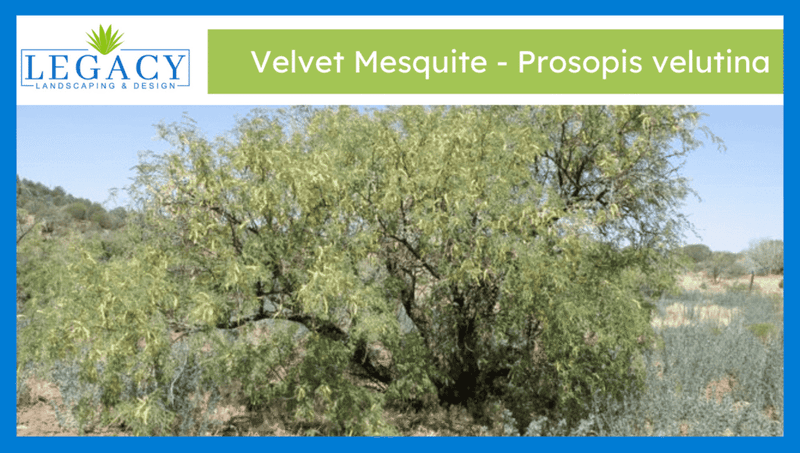 Velvet Mesquite (Prosopis velutina) Velvet Mesquite (Prosopis velutina)