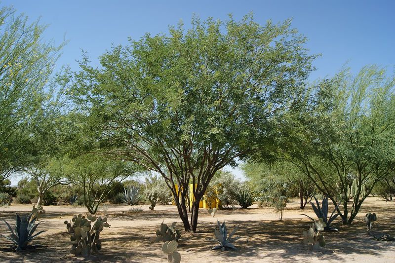 Velvet Mesquite